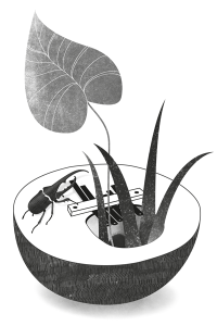Bongo illustration